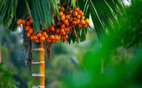 BOOMI Exports Products